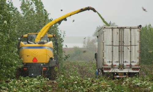 A woodchipper truck loads poplar bits into another truck 