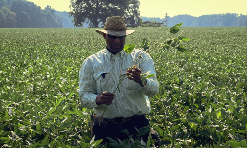 photo of an Arkansas soybean and rice farmer in the middle of a field, waist-deep in his crop, holding the stalk of one plant in his hands as he examines it