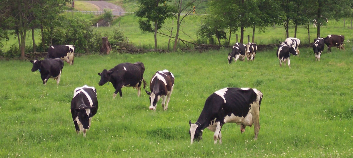 Healthy Farm Practices Integrating Crops and Livestock