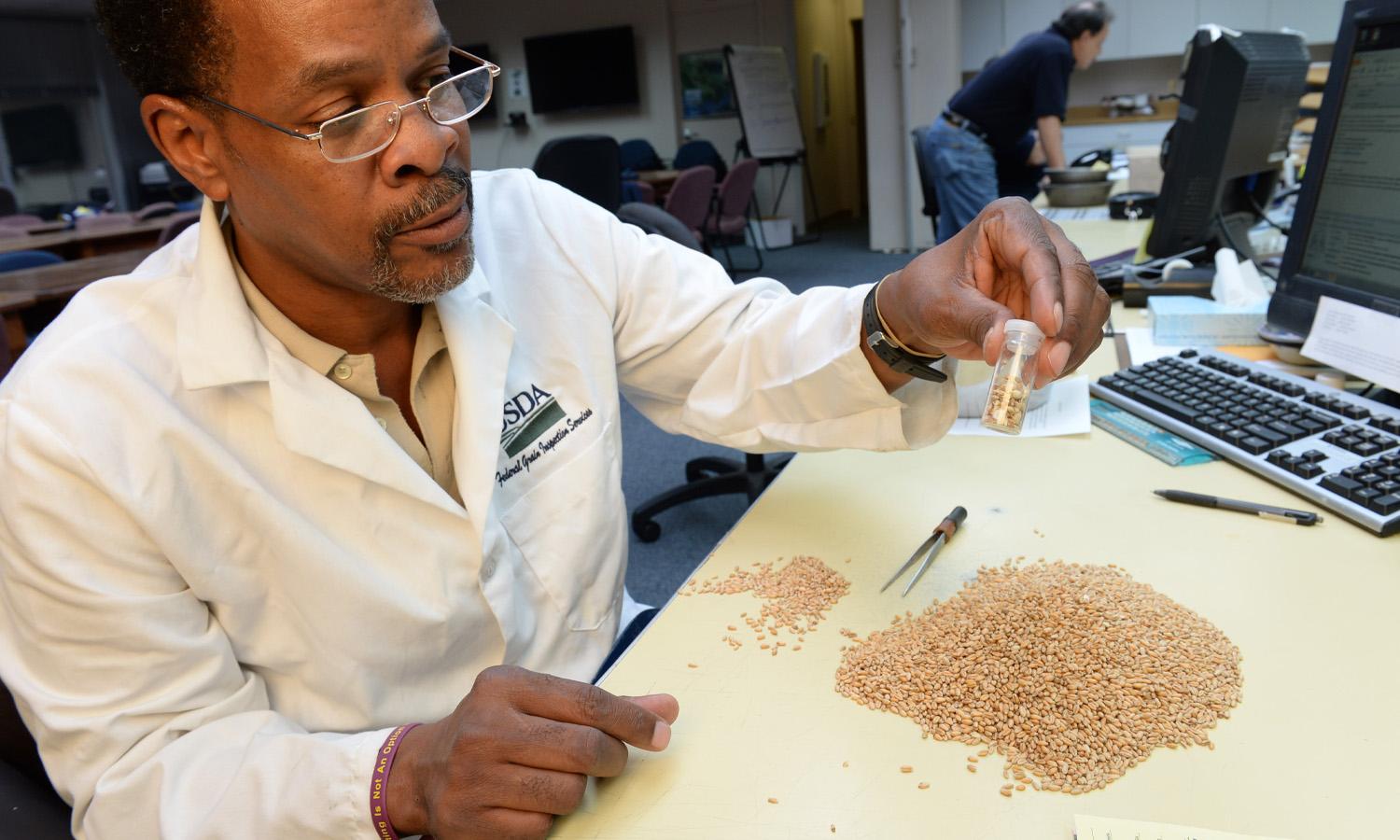 A USDA scientist inspects grains.