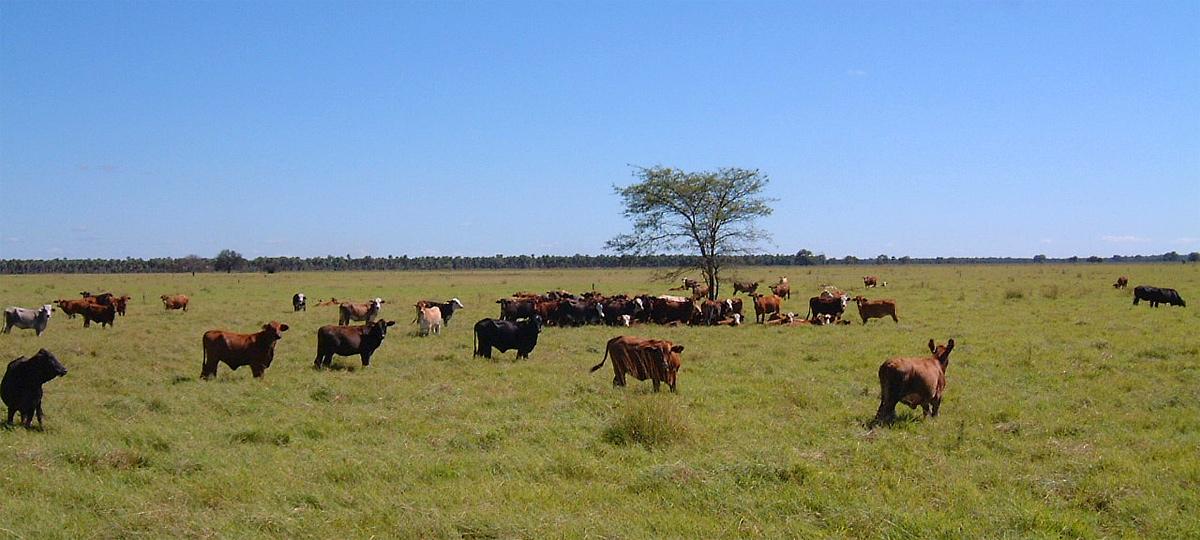 Cattle Ranch Chart Of Accounts