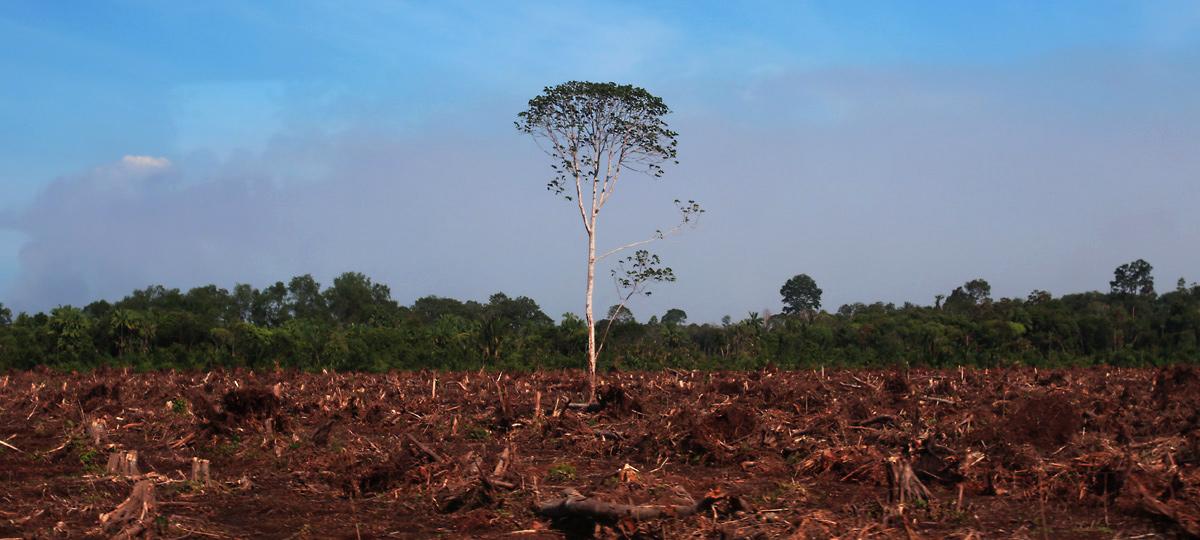 harmful effects of deforestation