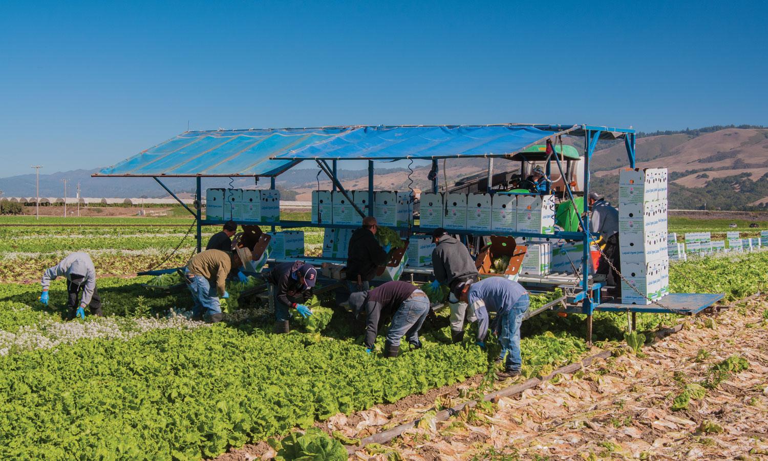 Farmworkers harvesting lettuce in California