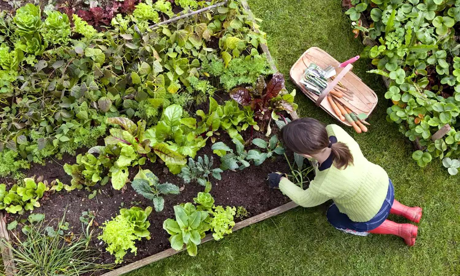 Woman tending vegetable garden.