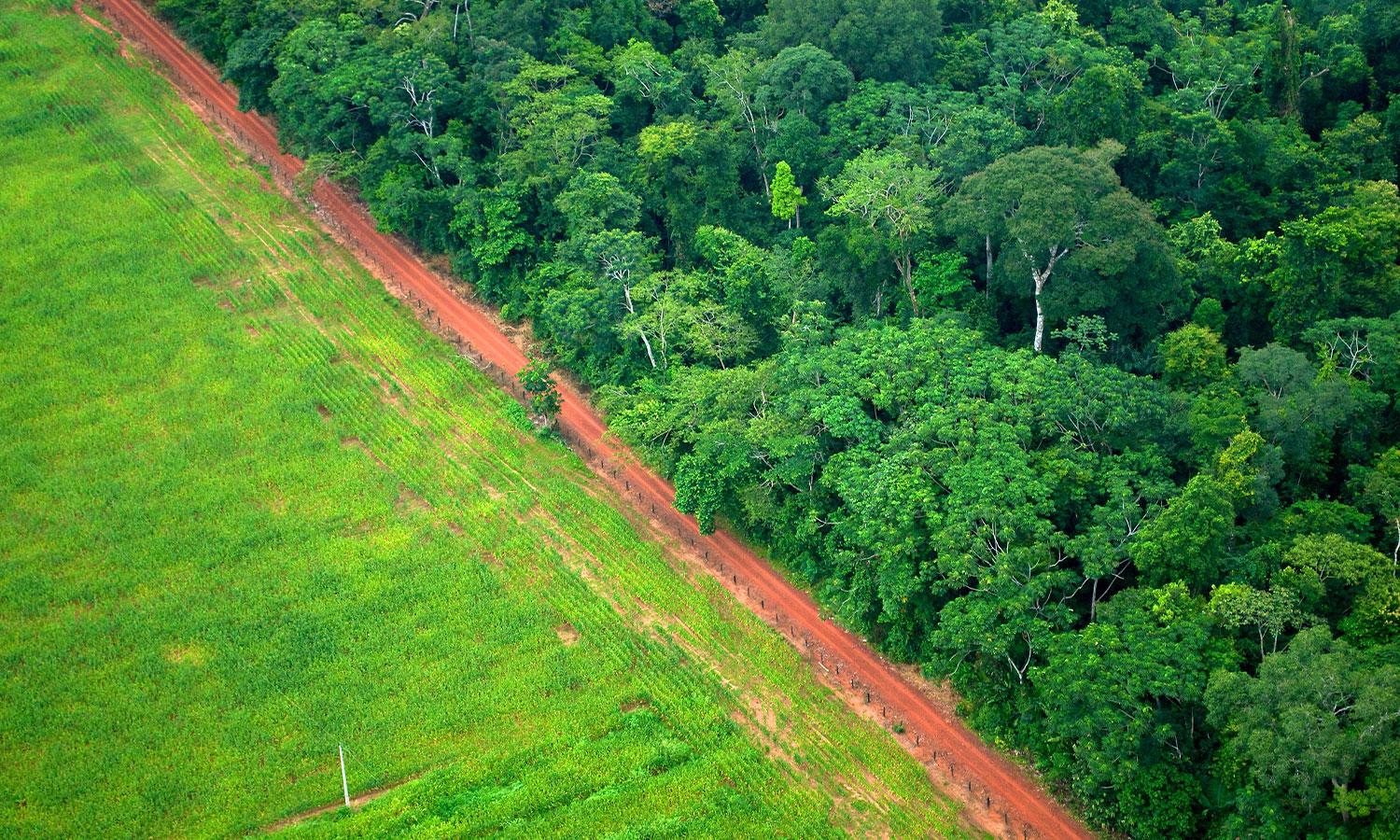 Как вырубка лесов в Амазонии способствует глобальному потеплению