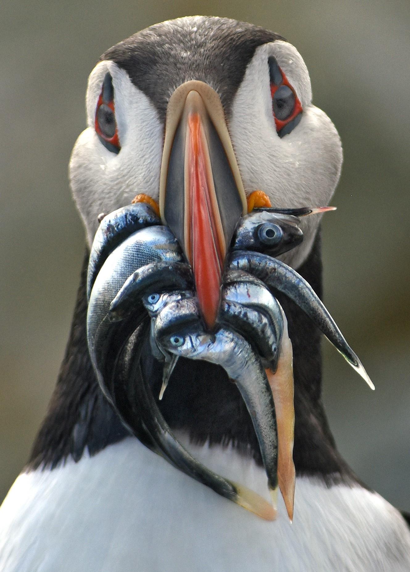 A close shot of a puffin with fish in its mouth.