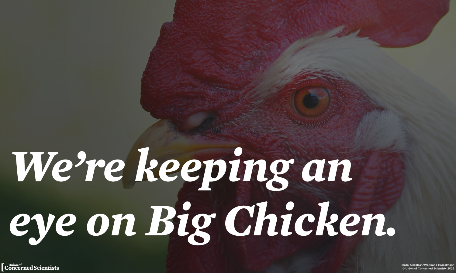 close-up image of a chicken's head in the background, overprinted with the words "We're keeping an eye on Big Chicken"
