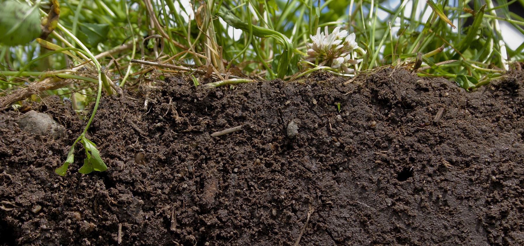 cross-section of healthy soil