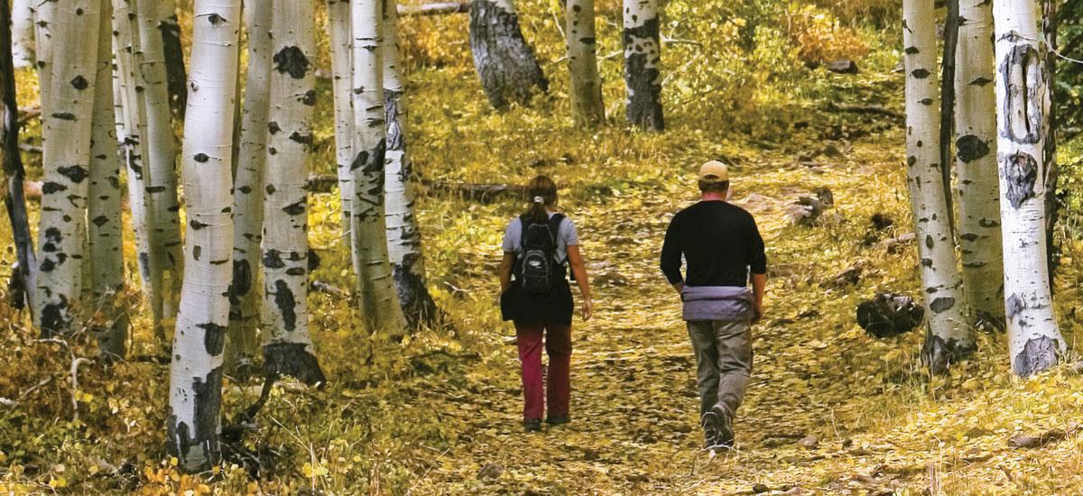 hikers among fall aspens
