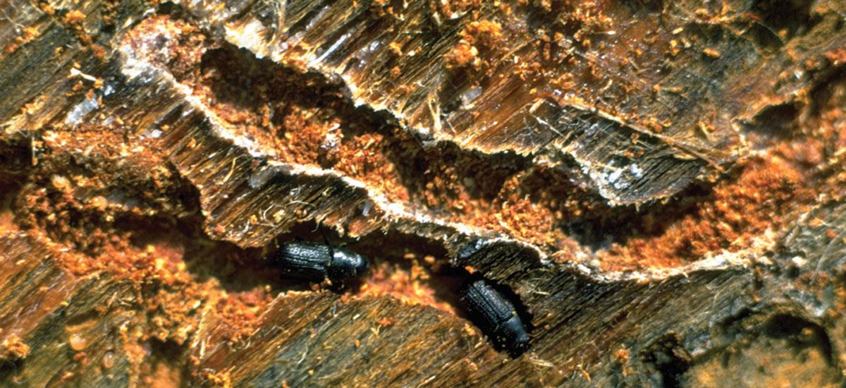 burrowing mountain pine beetle