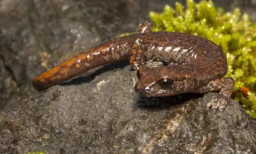 A shasta salamander 