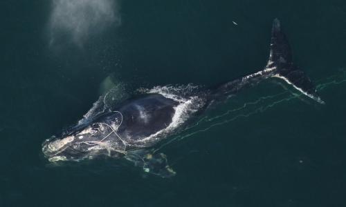 The North Atlantic Right Whale.