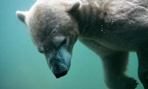 A polar bear underwater.