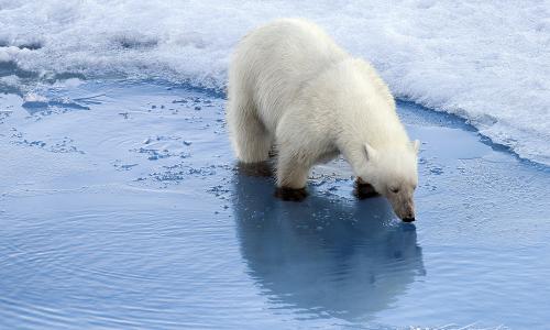 Polar bear drinking water.
