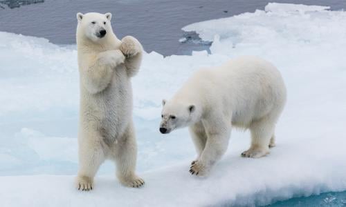 Two polar bears standing near each other.
