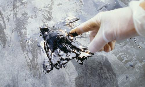 A hand points at a dead bird in an oil pit.