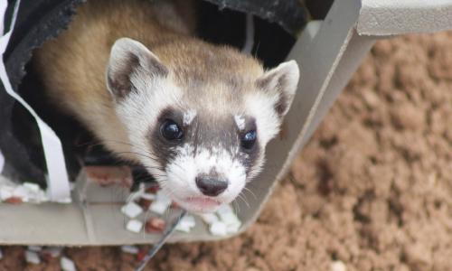 A black footed ferret.