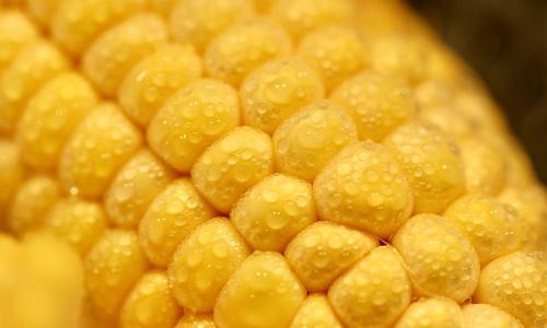 A close up photo of corn with condensation on it.