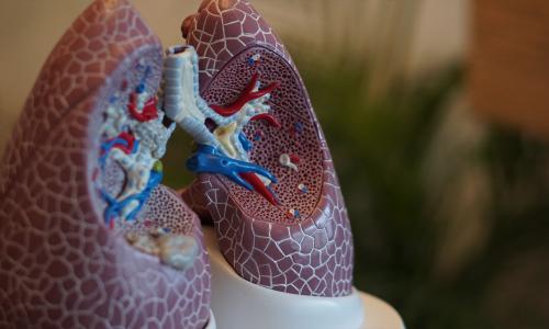 A 3D model of human lungs.