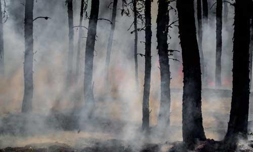 Smoke rising from the forest floor