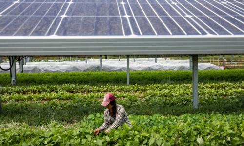 Image of a woman farmer working near solar panels in a field.