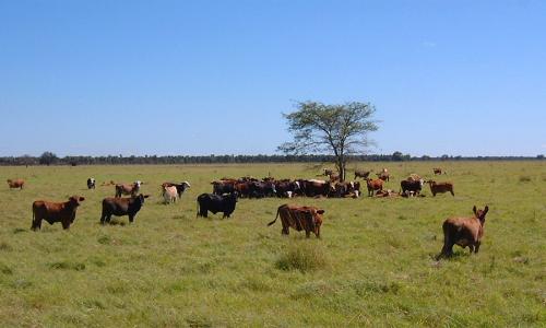 A field of brown cows.