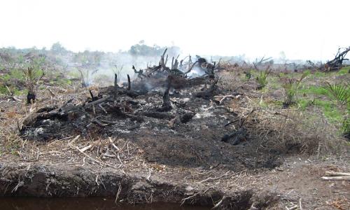 Peatland being burned to make way for palm oil in Malaysia