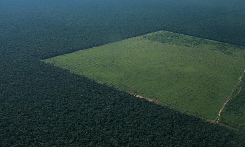 An aerial view of a forest with a large square cleared out.